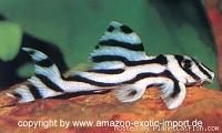    
: Hypancistrus zebra.jpg
: 1645
:	13.5 
ID:	42222