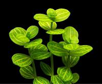     
: Lindernia rotundifolia Variegated.jpg
: 5708
:	21.3 
ID:	148539