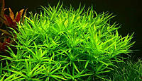     
: Heterantera-paskowana-Heteranthera-zosterifolia-1.jpg
: 5362
:	161.6 
ID:	546379
