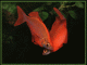   (RAINBOW FISH)