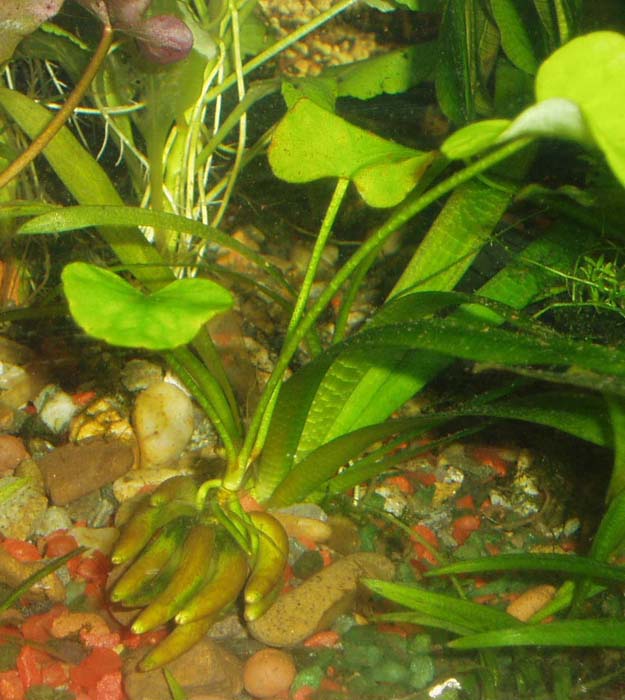Nymphoides aquatica   