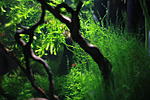 Crescend Moss - Drepanocladus aduncus 
Willow Moss - Fontinalis antipyretica